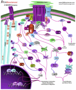 CD47